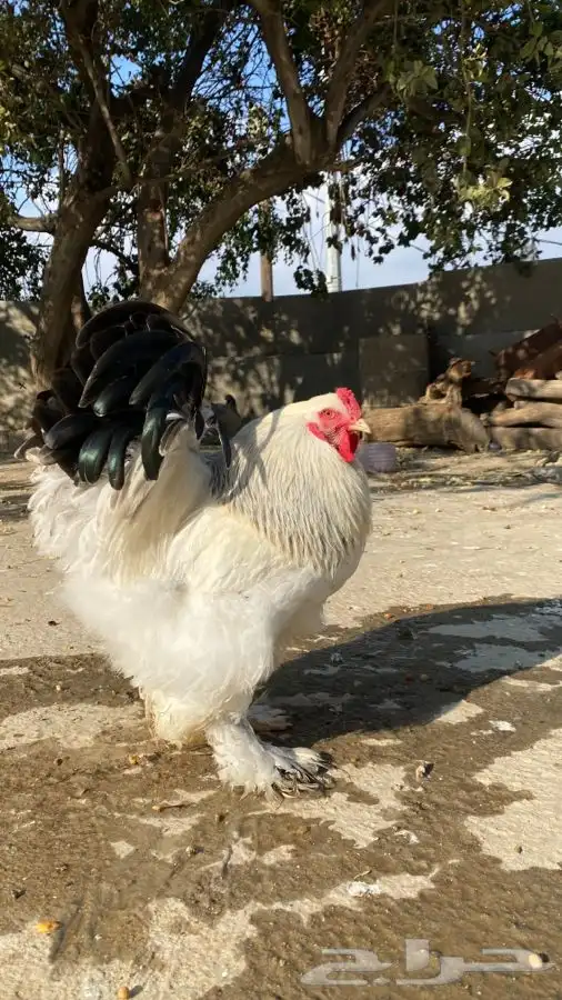 دجاج براهما صوص فقط 4