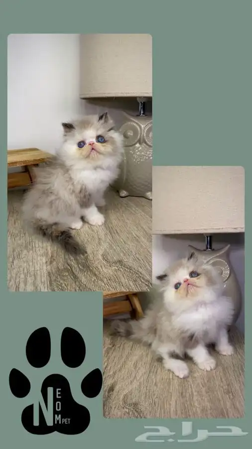 قطط للبيع كيتن بيكي فيس سكوتش فولد سكواتش شيرازي هملايا ذكر 2