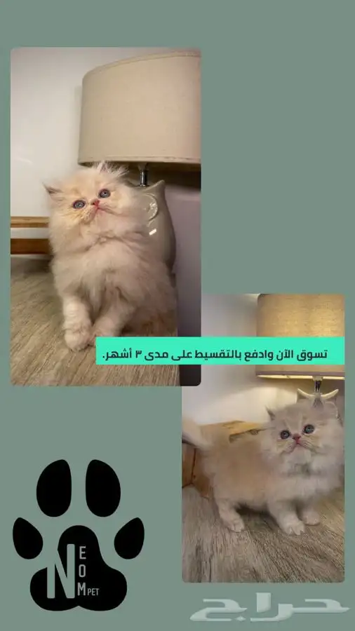 قطط للبيع كيتن بيكي فيس سكوتش فولد سكواتش شيرازي هملايا ذكر 1