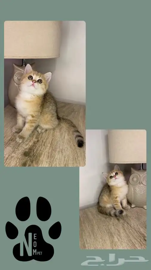 قطط للبيع كيتن بيكي فيس سكوتش فولد سكواتش شيرازي هملايا ذكر 7