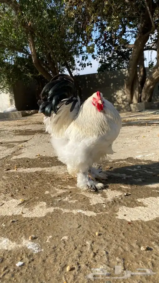 دجاج براهما صوص فقط 3