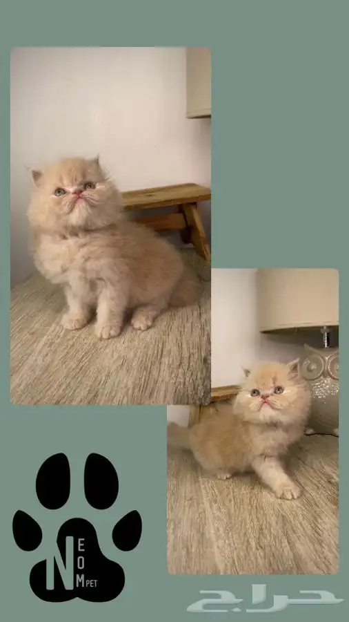 قطط للبيع كيتن بيكي فيس سكوتش فولد سكواتش شيرازي هملايا ذكر 4