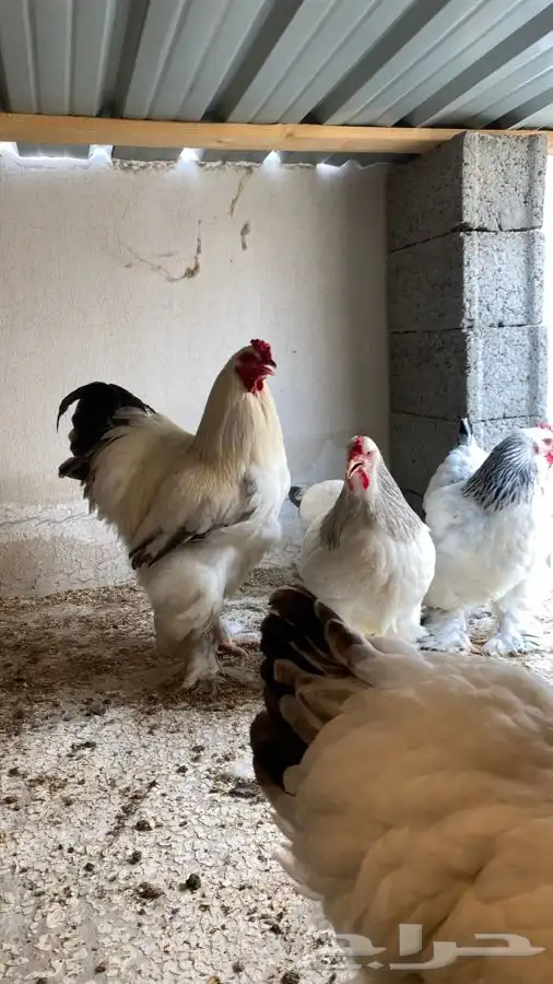 دجاج براهما صوص فقط 31