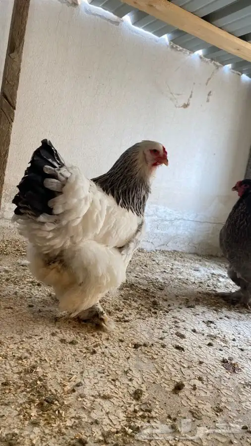 دجاج براهما صوص فقط 33