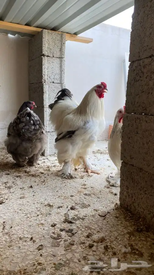 دجاج براهما صوص فقط 34