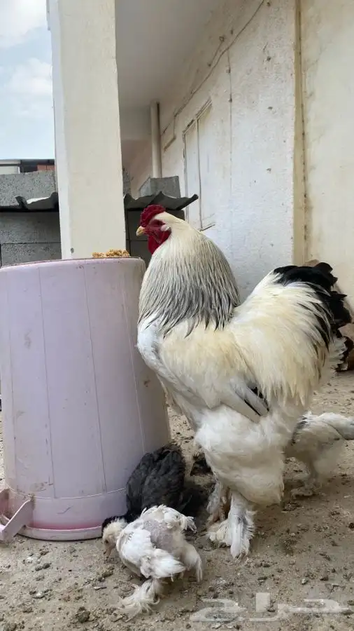دجاج براهما صوص فقط 29