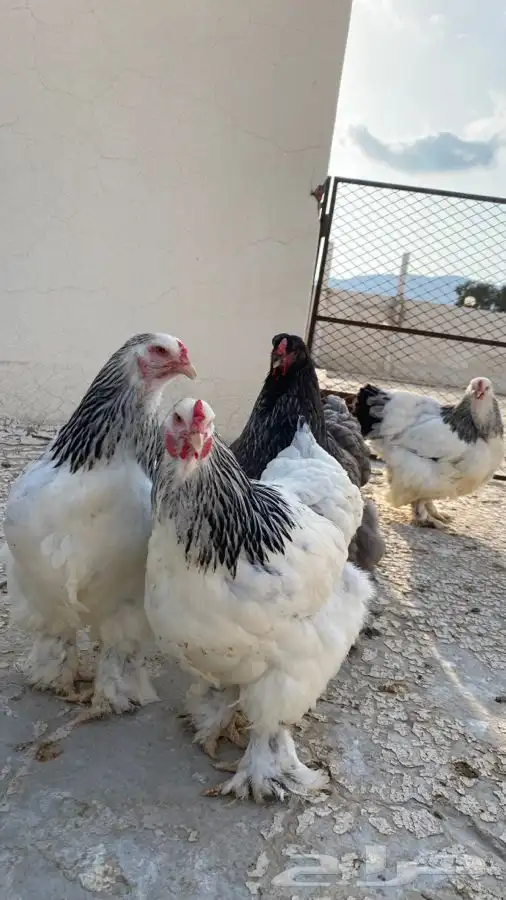 دجاج براهما صوص فقط 23