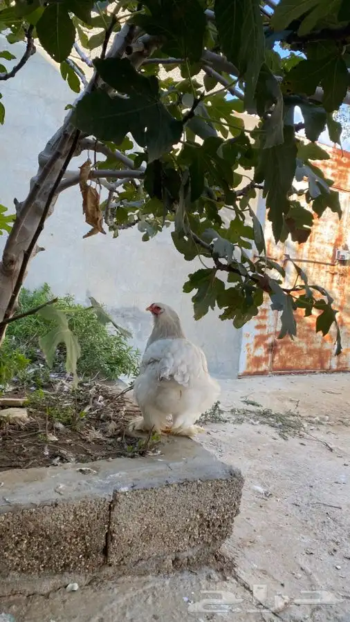 دجاج براهما صوص فقط 6