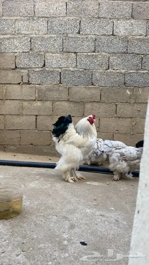 دجاج براهما صوص فقط 38