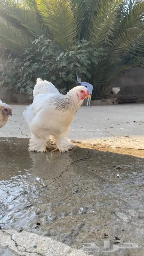 دجاج براهما صوص فقط 8