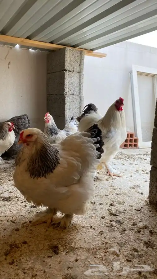 دجاج براهما صوص فقط 32