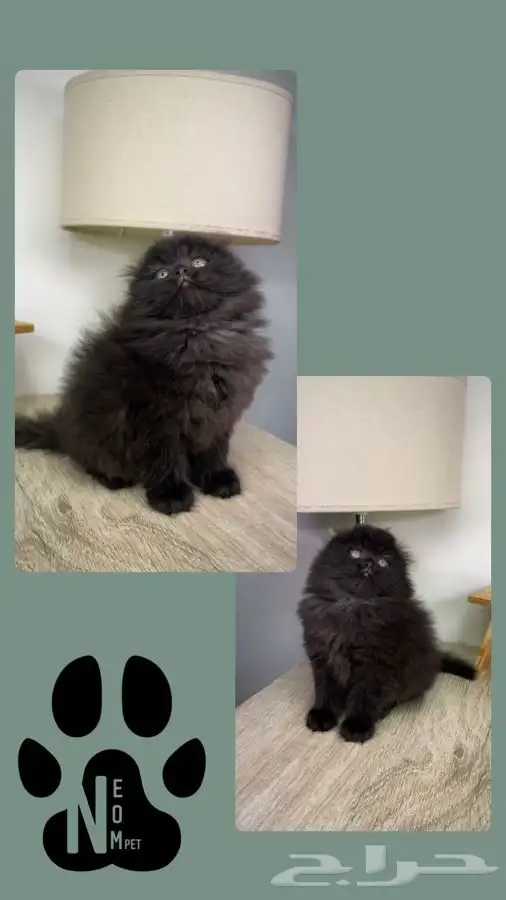 قطط للبيع كيتن بيكي فيس سكوتش فولد سكواتش شيرازي هملايا ذكر 3