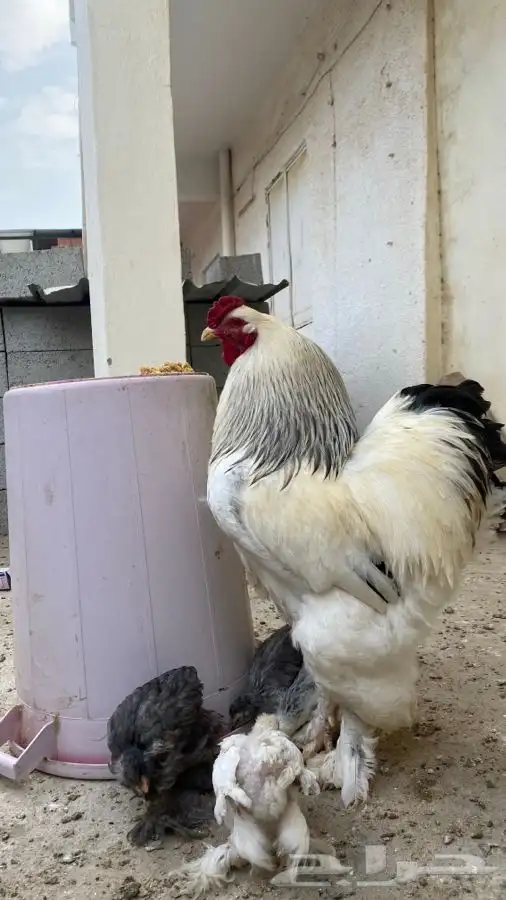 دجاج براهما صوص فقط 28