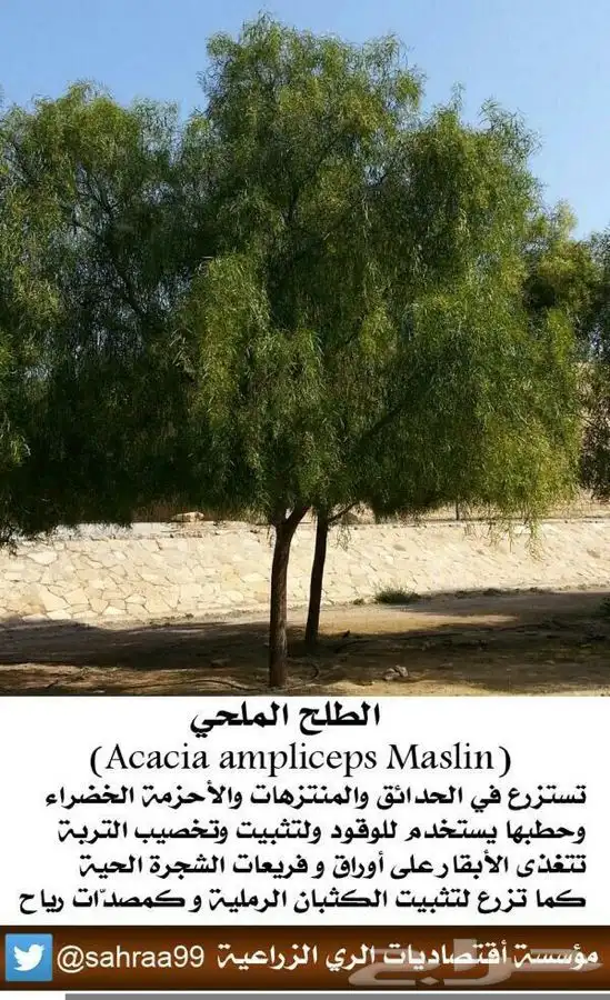 شتلات طلح ملحي 3