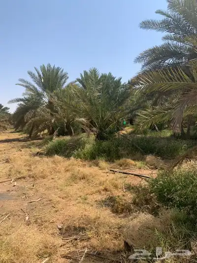 يوجد لدينا جميع انواع النخيل 7