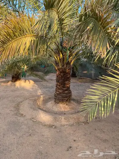 يوجد لدينا جميع انواع النخيل 1