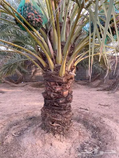 يوجد لدينا جميع انواع النخيل 0