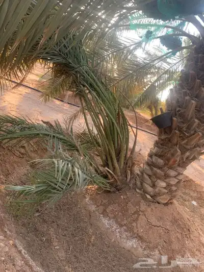 يوجد لدينا جميع انواع النخيل 5