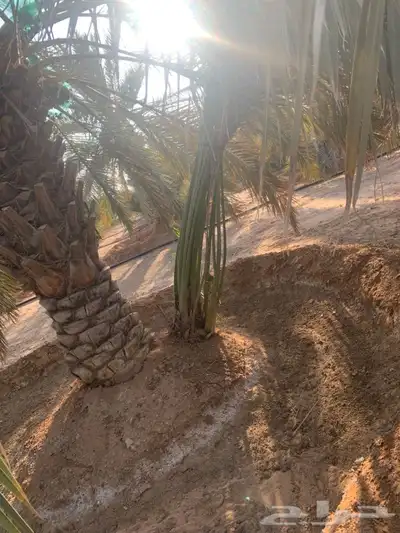 يوجد لدينا جميع انواع النخيل 6
