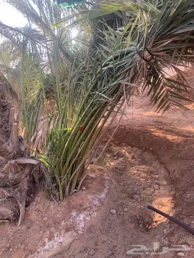 يوجد لدينا جميع انواع النخيل 4