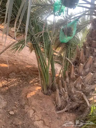 يوجد لدينا جميع انواع النخيل 3