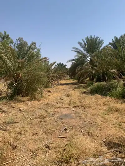 يوجد لدينا جميع انواع النخيل 8