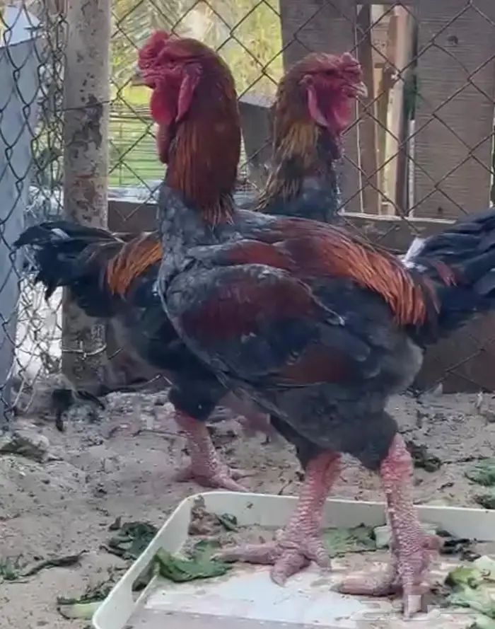 اغلى و أندر دجاج بالعالم 0