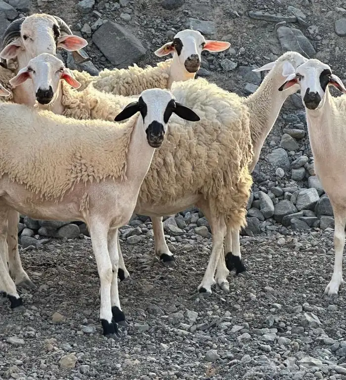 نعاج صردية مغربية صافية 0