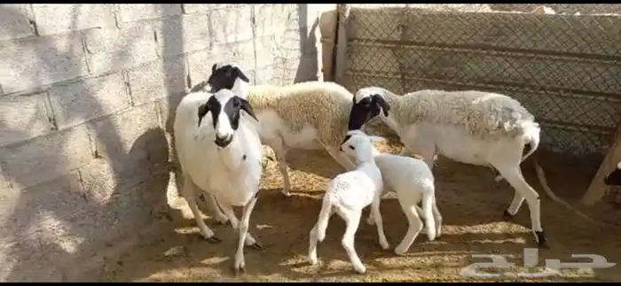 نعاج صردية مغربية صافية 3