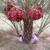 نخل لبيع بجميع انوعخ 6