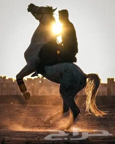 مصور لتصوير منتجات 11