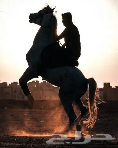 مصور لتصوير منتجات 12