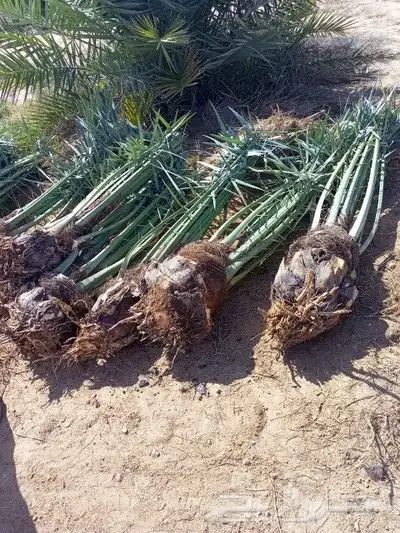 نخل لبيع بجميع انوعخ 7