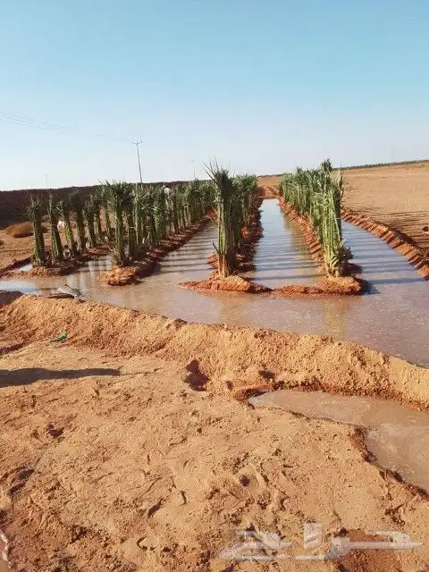 نخل لبيع بجميع انوعخ 9