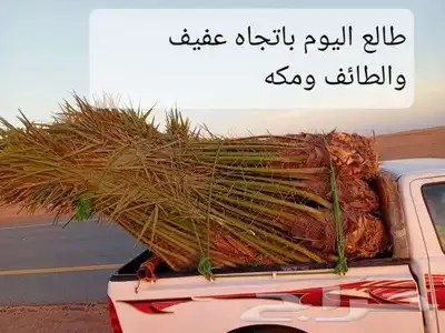 نخل لبيع بجميع انوعخ 3