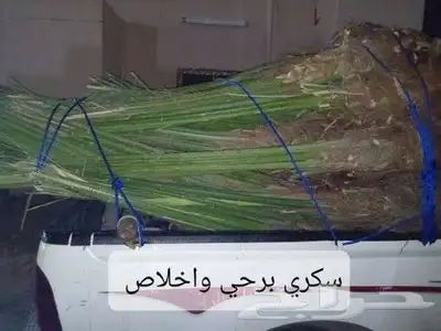 نخل لبيع بجميع انوعخ 2