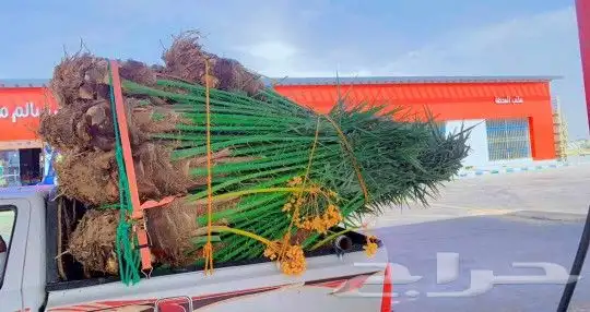 نخل لبيع بجميع انوعخ 8