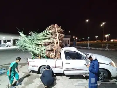 نخل لبيع بجميع انوعخ 1