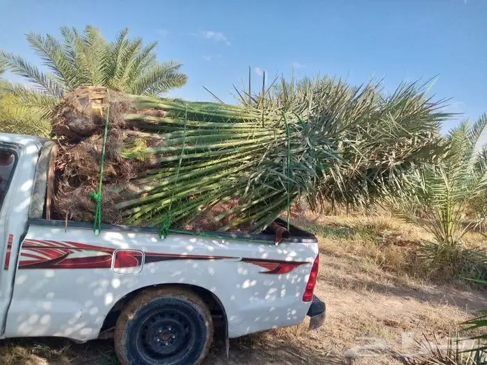 نخل لبيع بجميع انوعخ 5