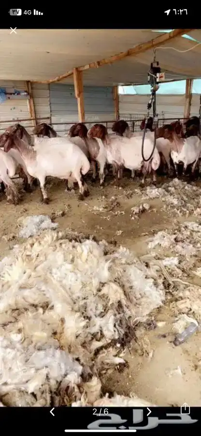 جازوز غنم نعيمي مكنيه حلاق غنم نعيمي مكنيه 0