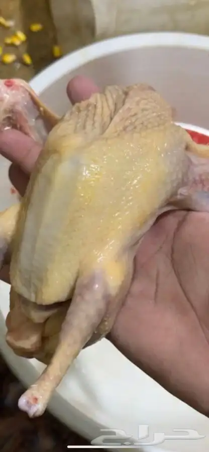 حمام فرنسي 1