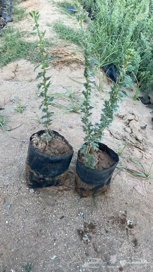 للكميات شتلات ارطى سمر طلح نجدي مورينقا بلدي 1