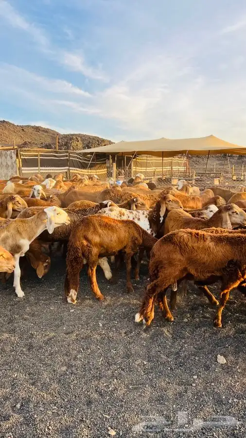 سواكن مرابي بريه جذعان وثنيان 4