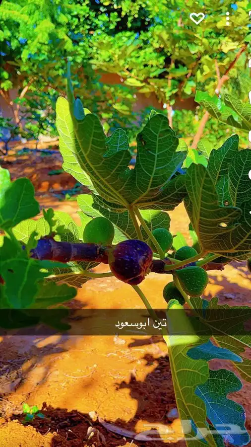 شتلات تين 1