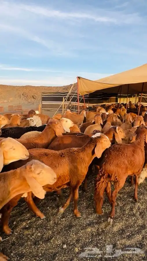 سواكن مرابي بريه جذعان وثنيان 0