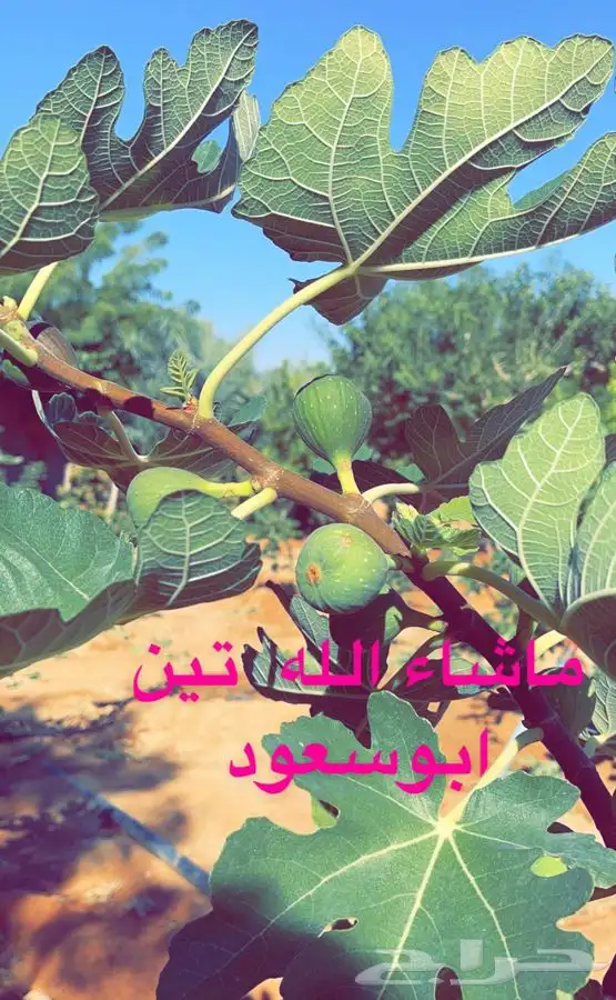 شتلات تين 3