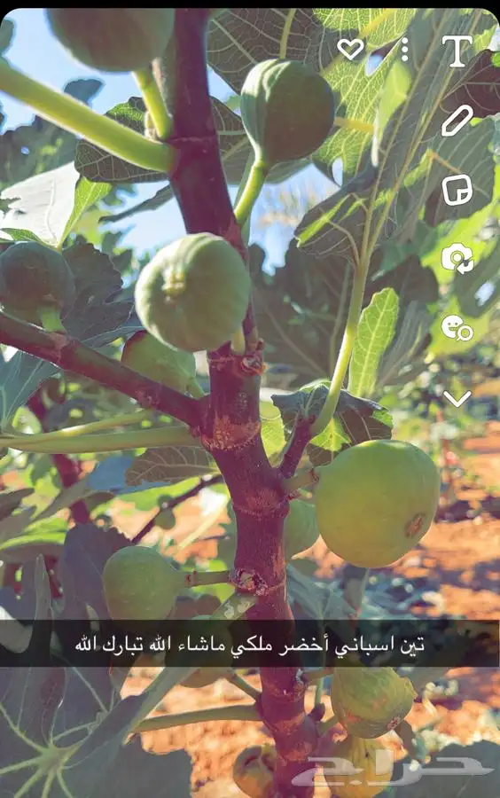 شتلات تين 2