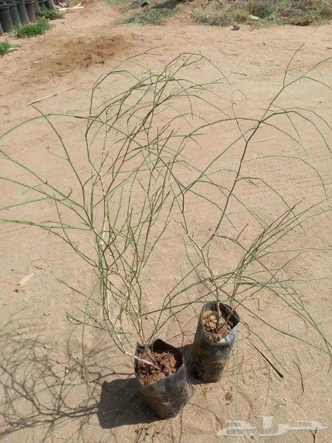 للكميات شتلات ارطى سمر طلح نجدي مورينقا بلدي 0
