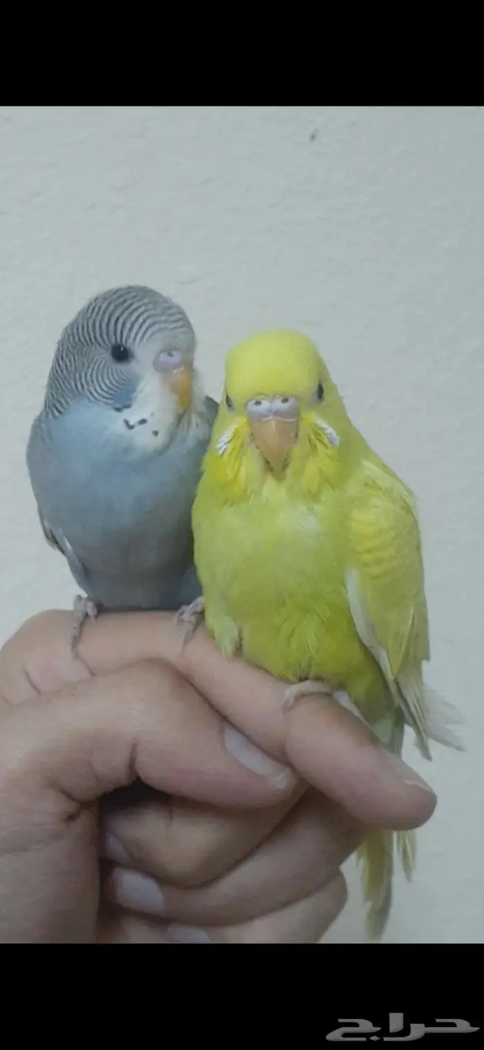 زوج بادجي هولندي اليف( تم البيع) 2