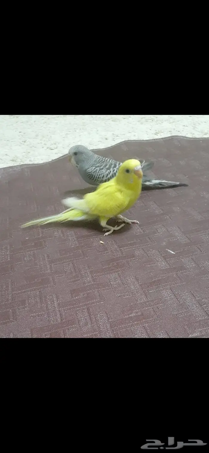 زوج بادجي هولندي اليف( تم البيع) 3